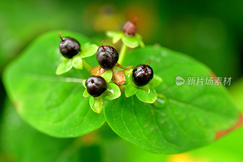 androsaemum / Tutsan / Sweet-amber:花和果